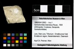 Foto (Objekt + Etiketten) von Goniodromites bidentatus (Reuss, 1859) 